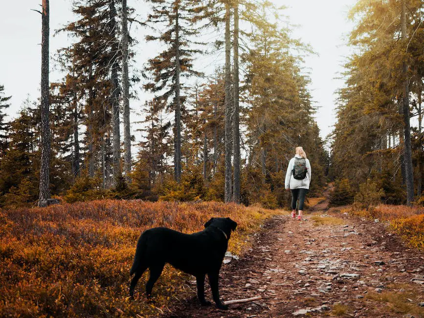 A person playing with a dog in a park